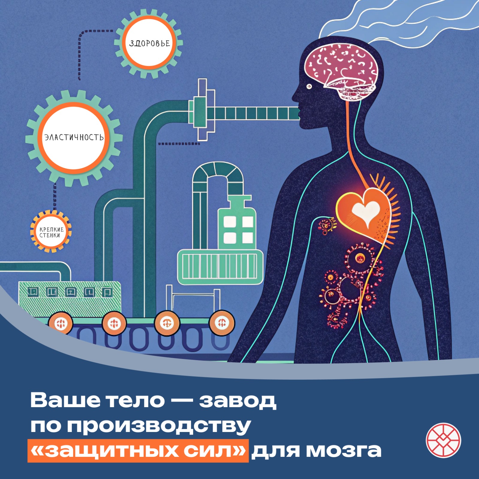 Ваше тело завод по производству защитных сил для мозга